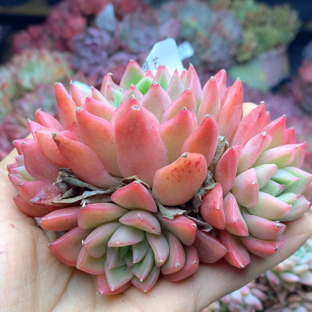 1242杂交多肉植物