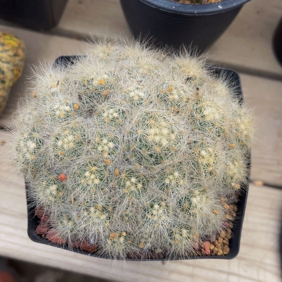 芳香丸多肉植物带盆土