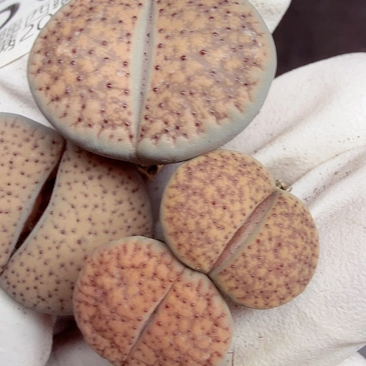 好喜欢看肖蘸在线507哈哈