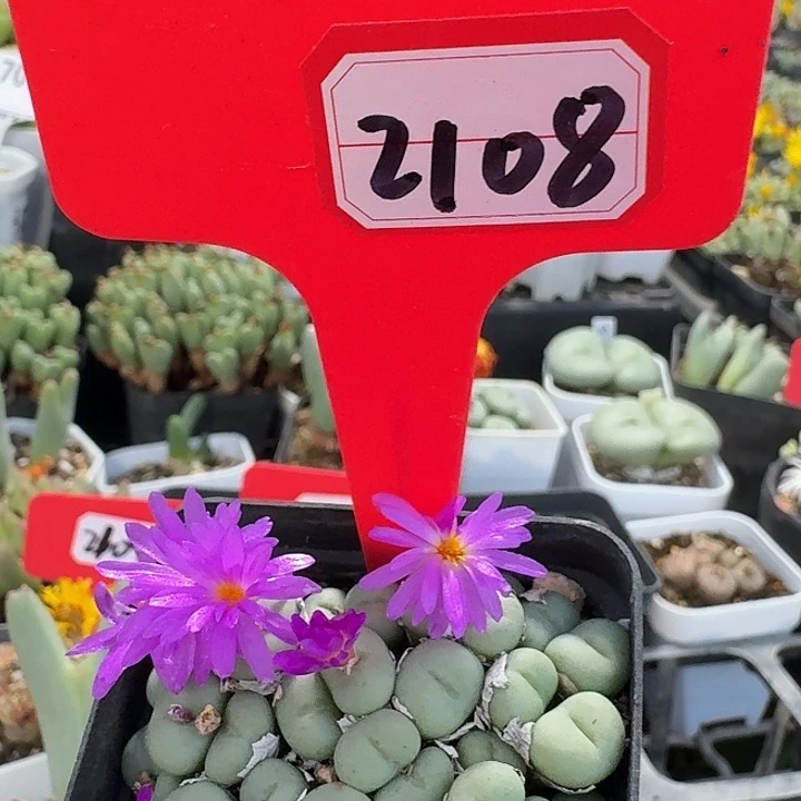 2108我摸摸你我默默