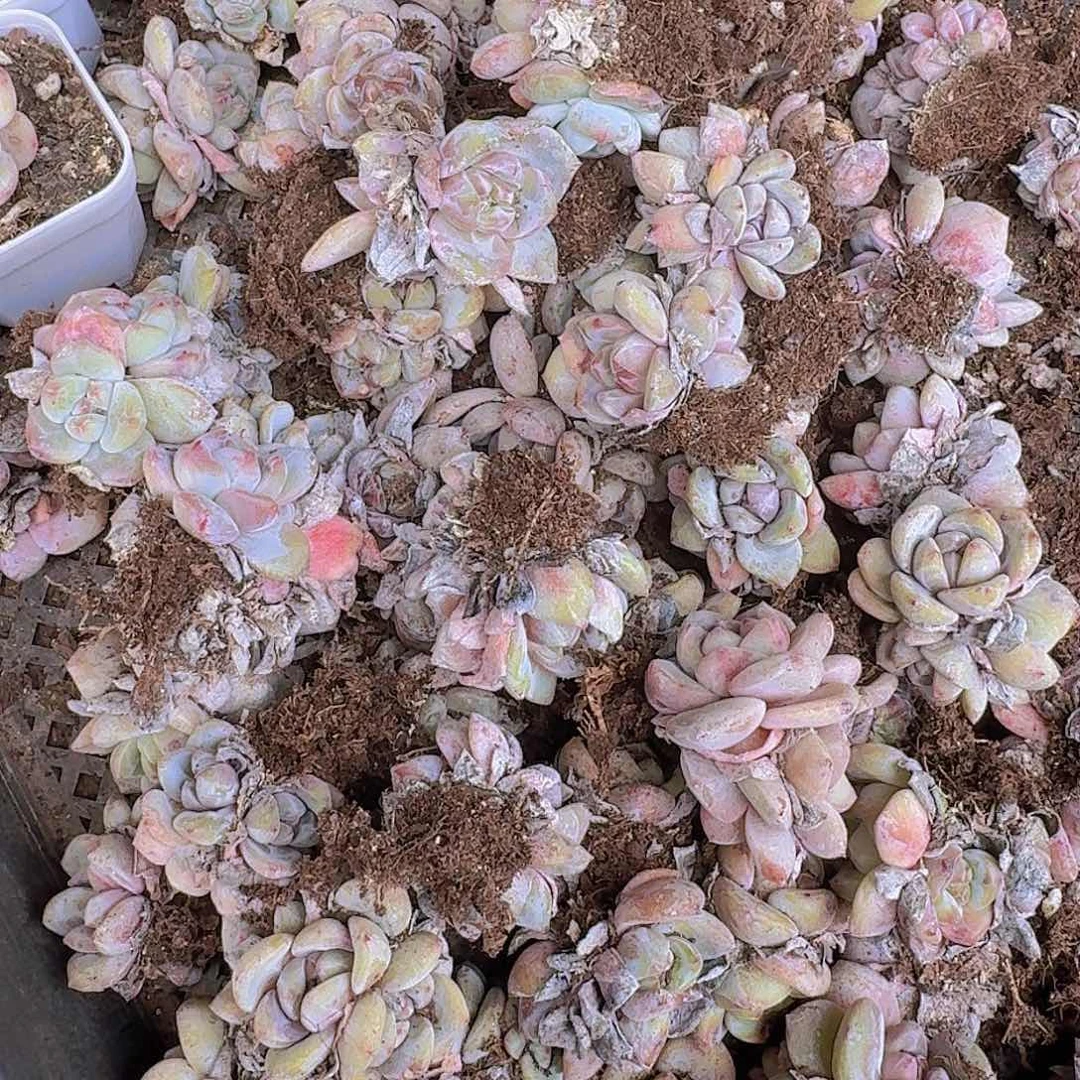 石榴籽群20颗脱土一组