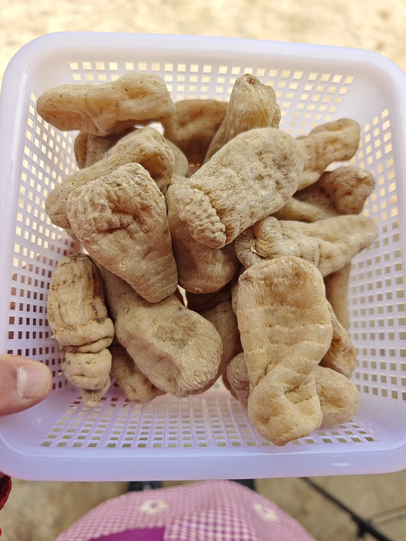 云南山货       天麻