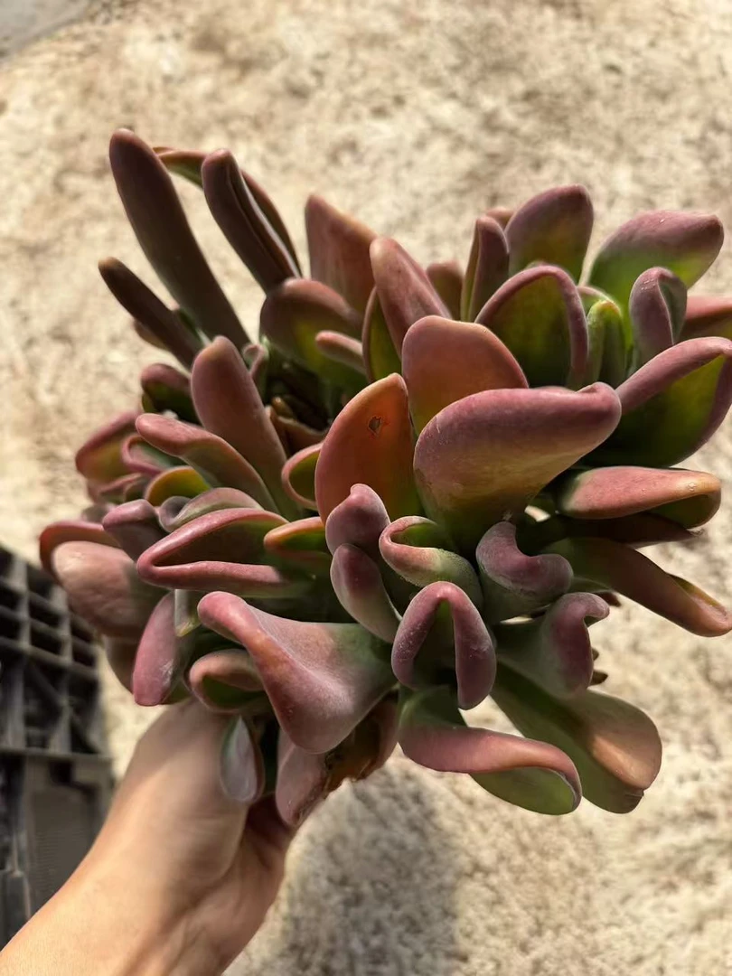 大群火狐狸 多肉植物绿植  鲜花盆栽基地 源头栽种易活