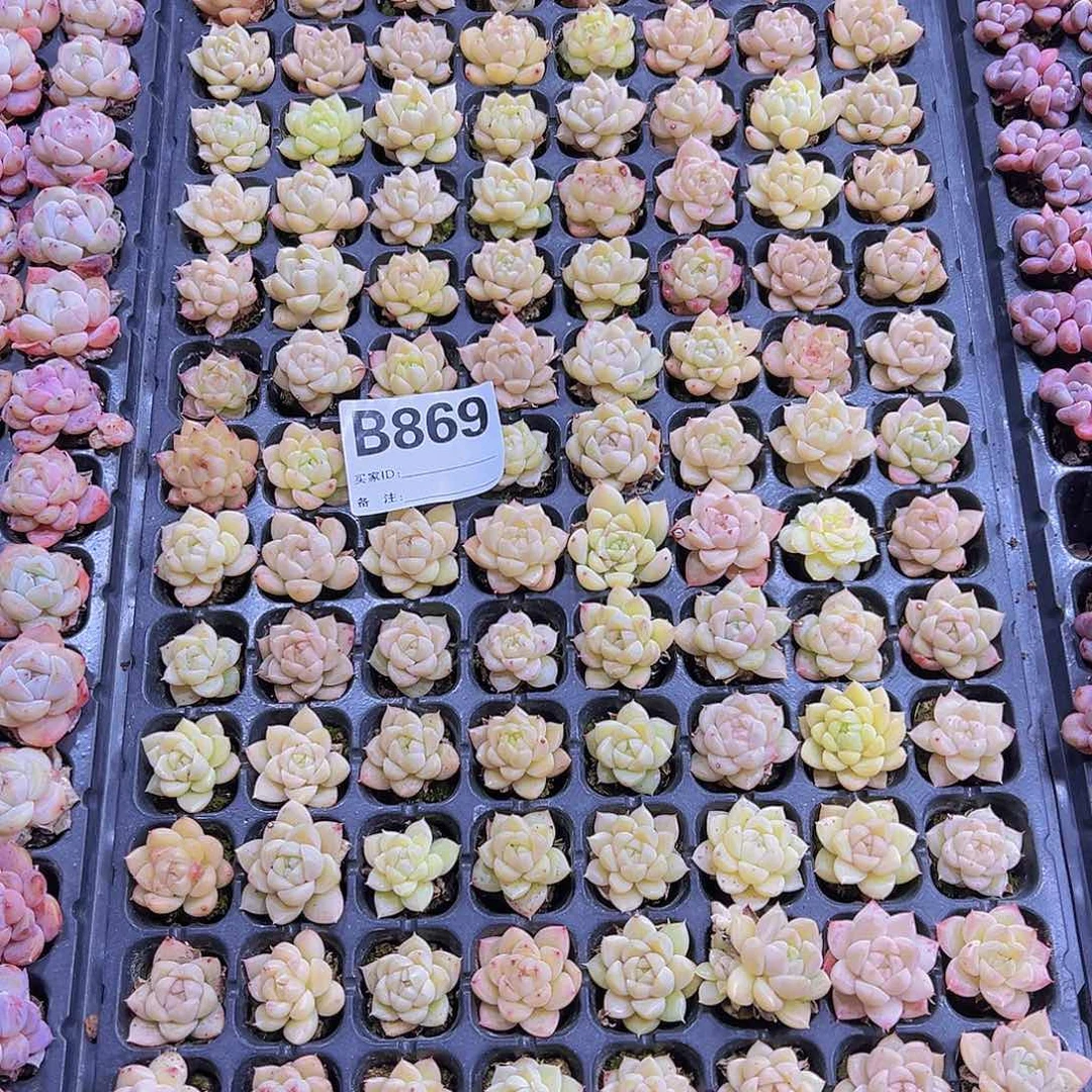 869样品麦杆苗5个19包邮