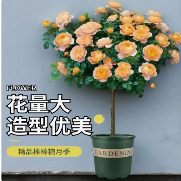 【黄色大花一颗】河南南阳棒棒糖树桩月季