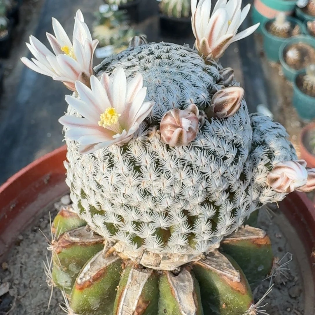 【闪购商品】羽毛丸521仙人球