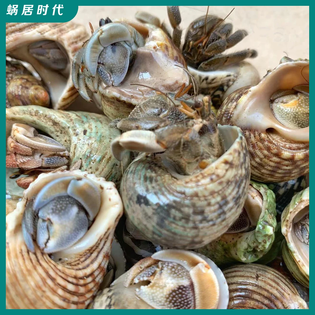 陆生环境饲养寄居蟹观赏蟹