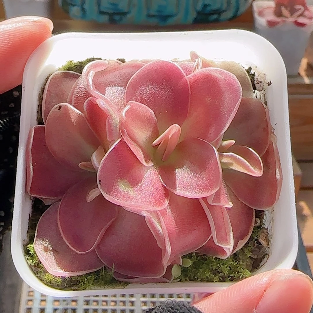 多肉0728-173赛题捕虫堇