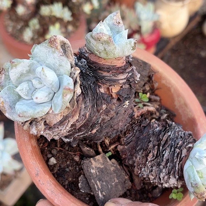 仙女杯多肉植物提取