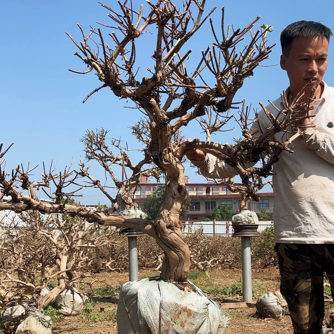当前无花栽培后可以开花
