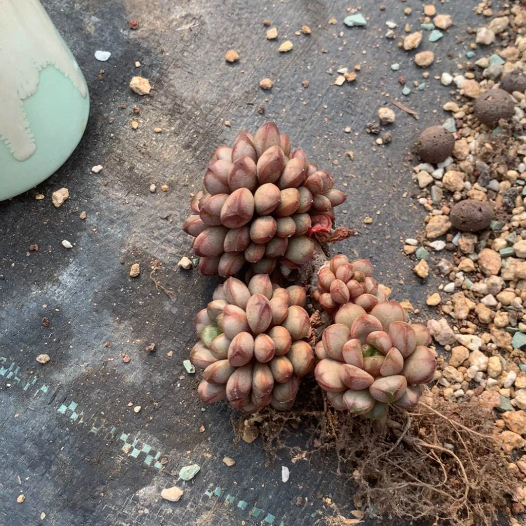 中日书法联集作传入