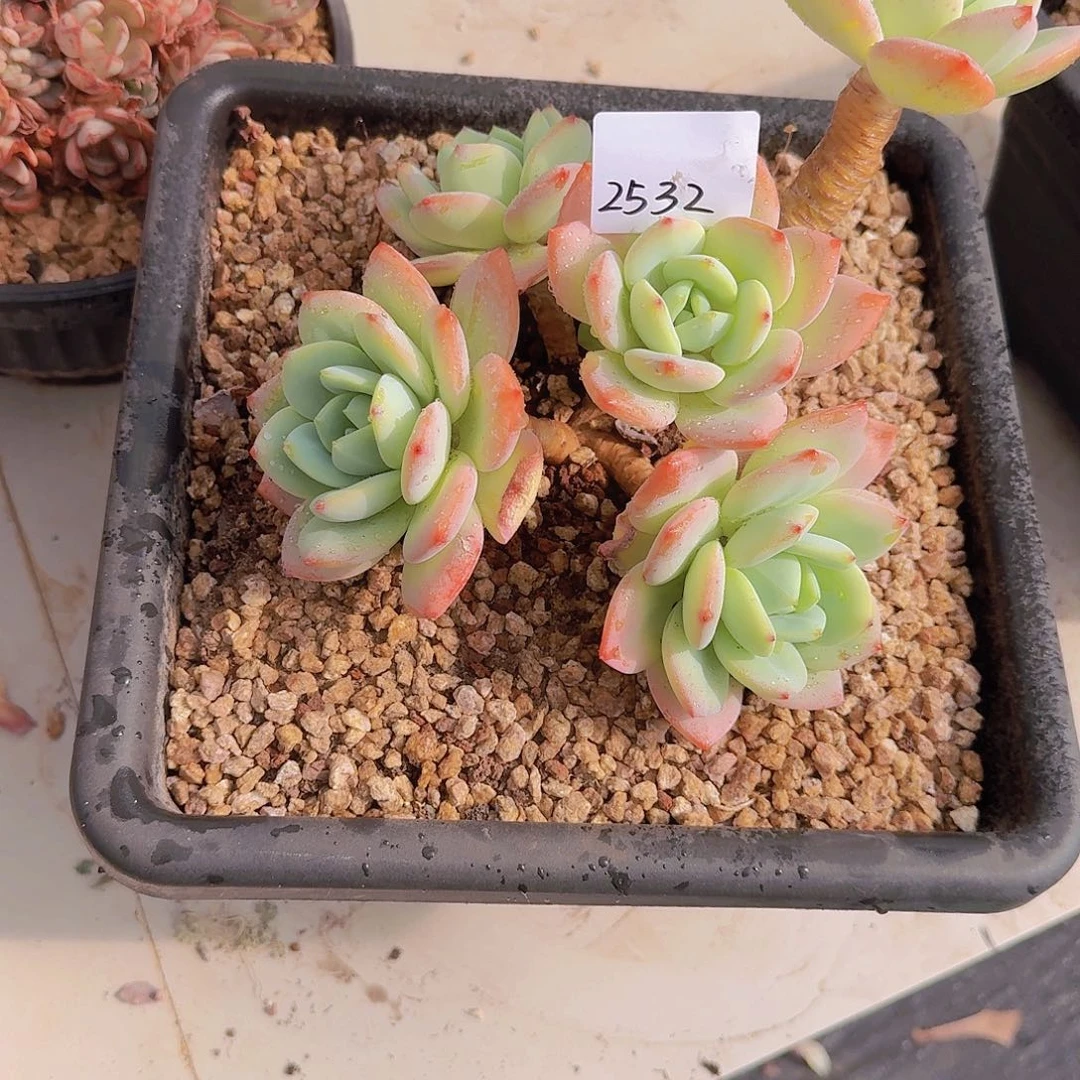 2532柚子茶多肉植物