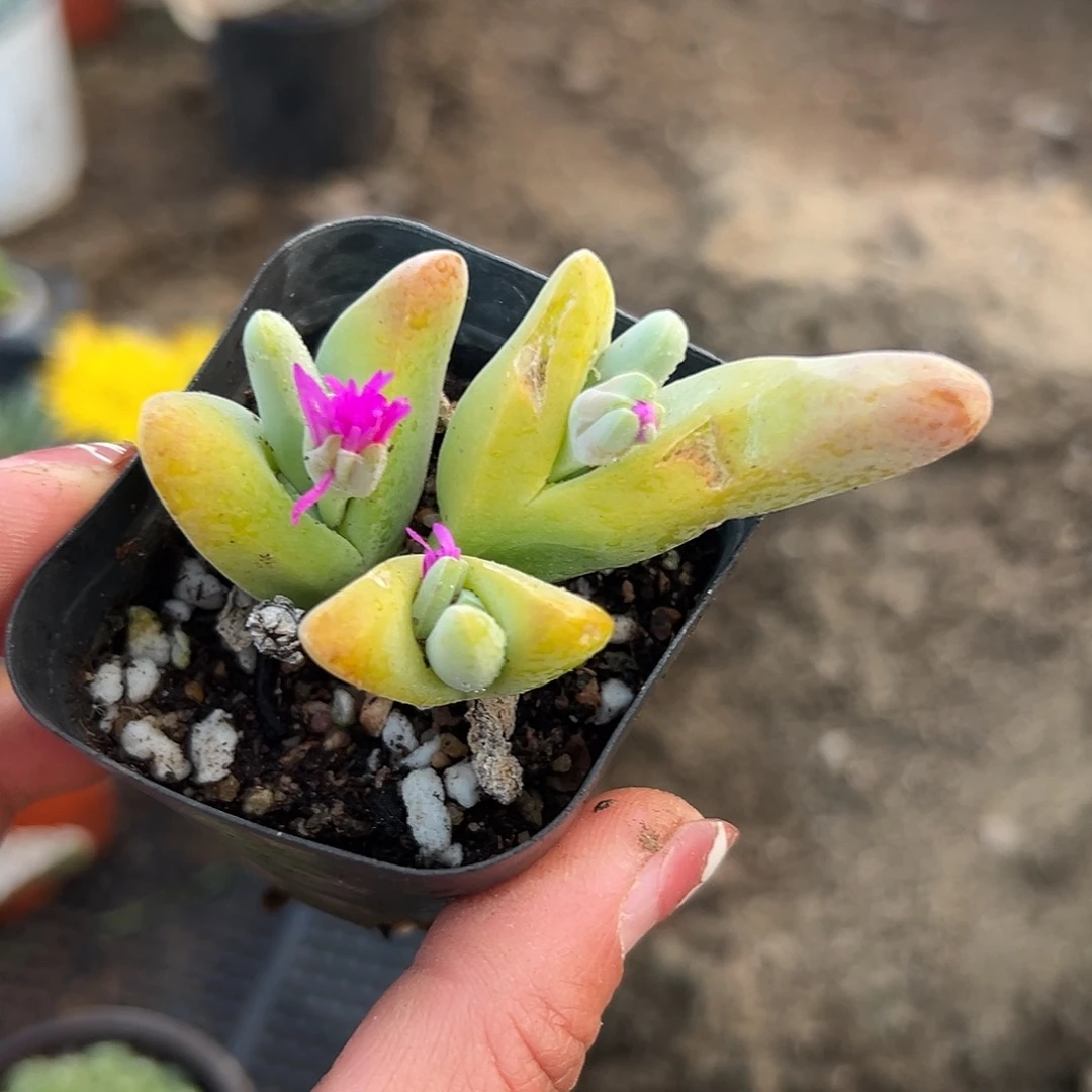 多肉植物多肉植物