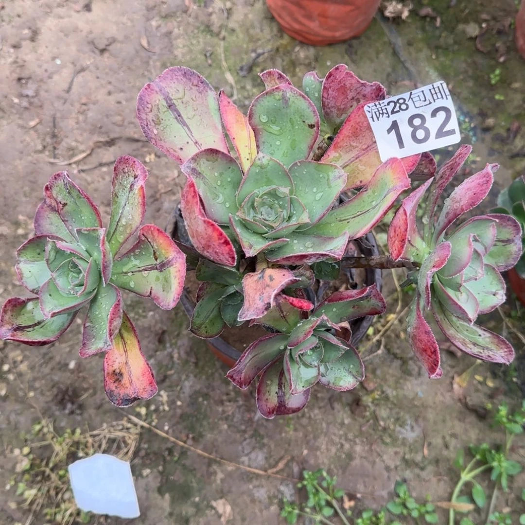 红富士多肉182满28包邮断枝不包