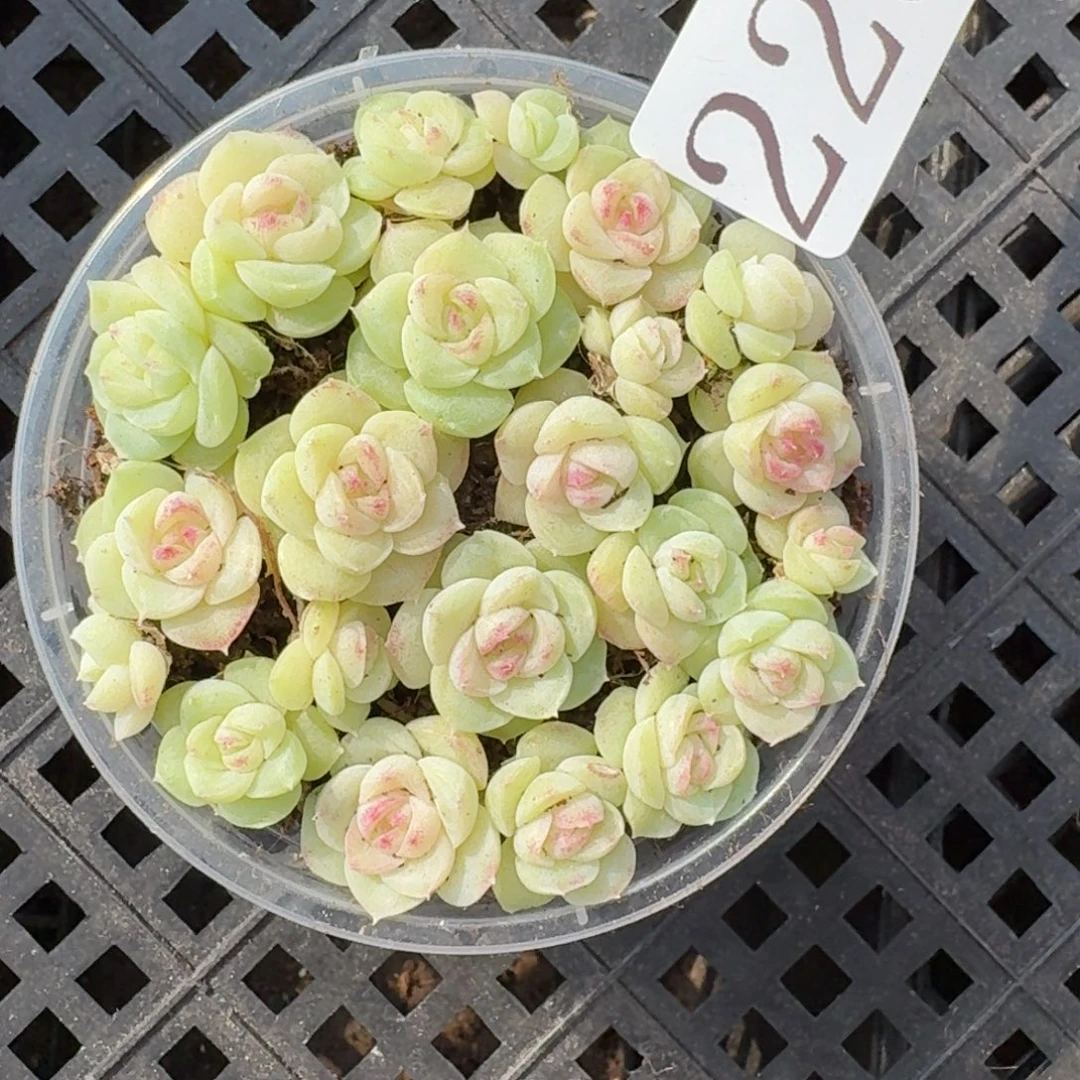 多肉植物多肉植物228