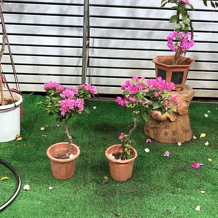 完全开放梅*三角梅