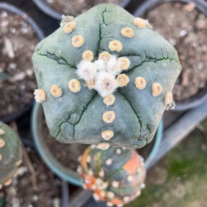 五楞指纹海星兜仙人球002