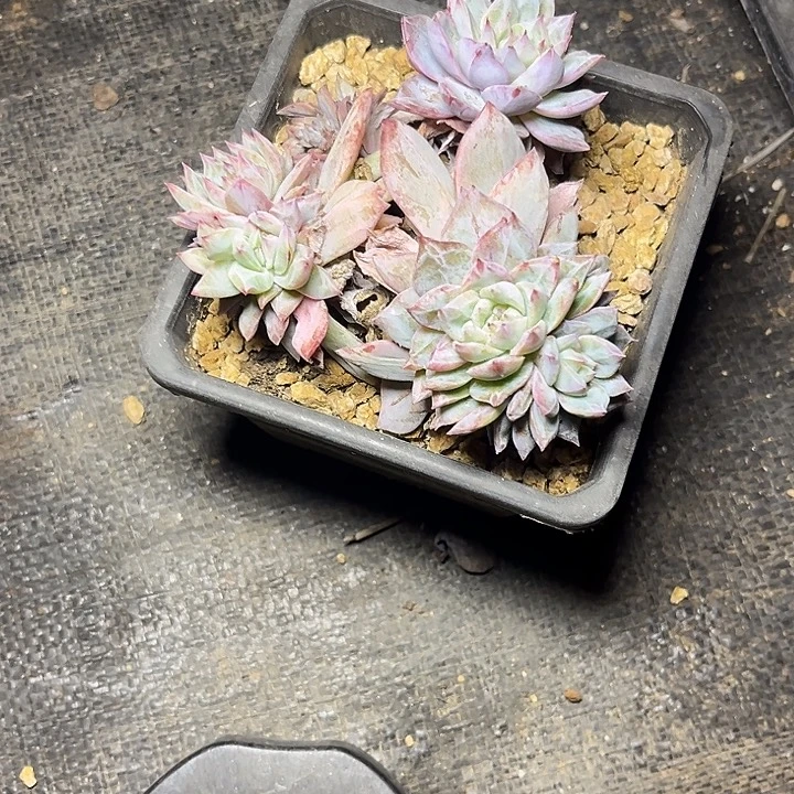 冷***底多肉植物小鸟石化