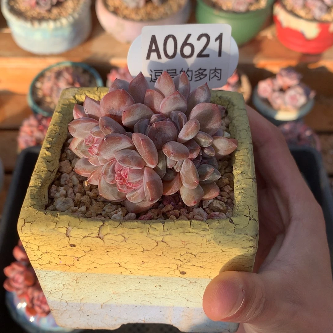 A0621 星影小脸朵朵缀 有砍 7cm