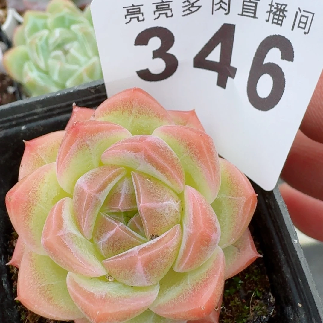 开播福利