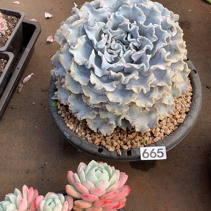 665饺子皮 一物一拍多肉