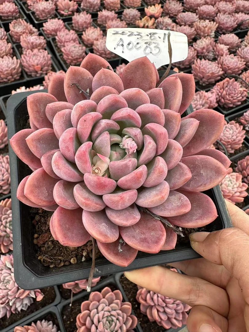 13#美人指多肉植物   前男友精品多肉  A83