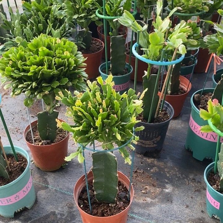 无花朵295嫁接052