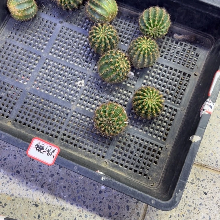 331彩草玫瑰酿歪无根侧牙4公分左右，20包邮