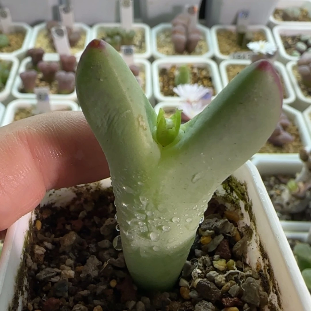 【闪购商品】兜*米18562寄养