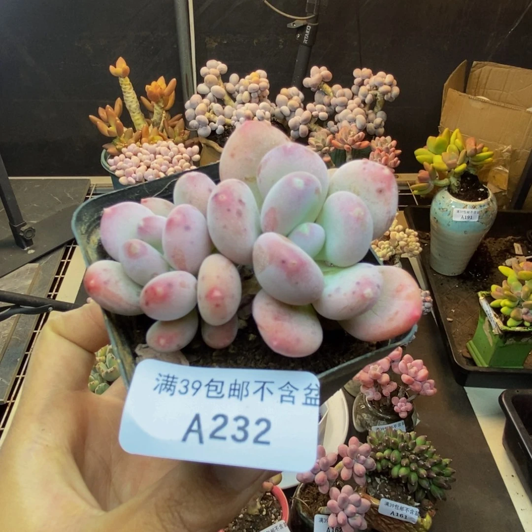 232稻田姬多肉6cm