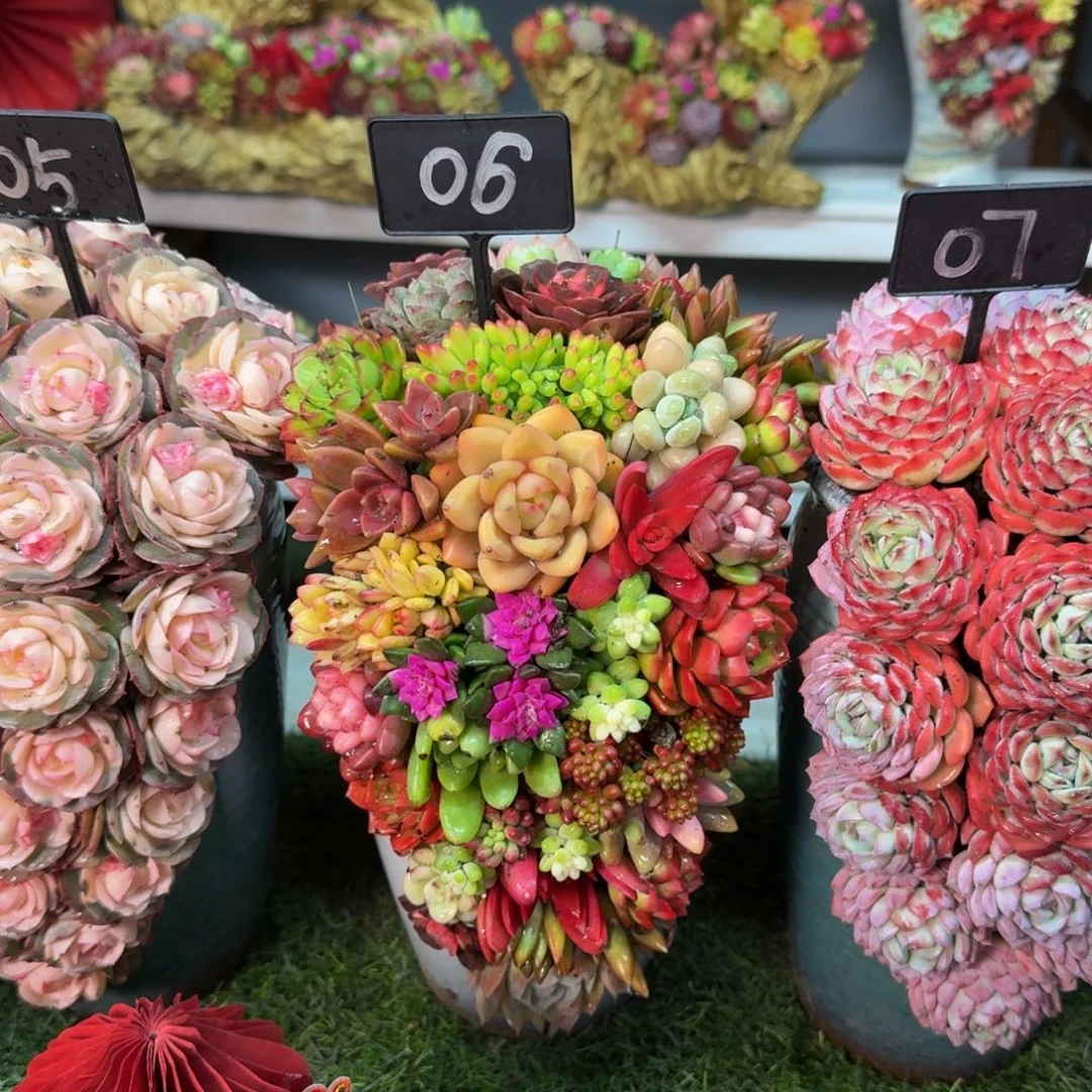 麻***女06的室内养多肉盆景