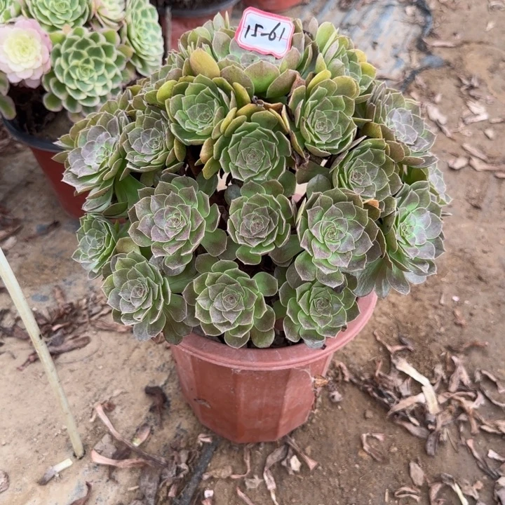 15-61赤焰莲不包售后