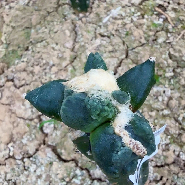 孜***肉无花朵869外星鱼子酱蛋怒掌东三