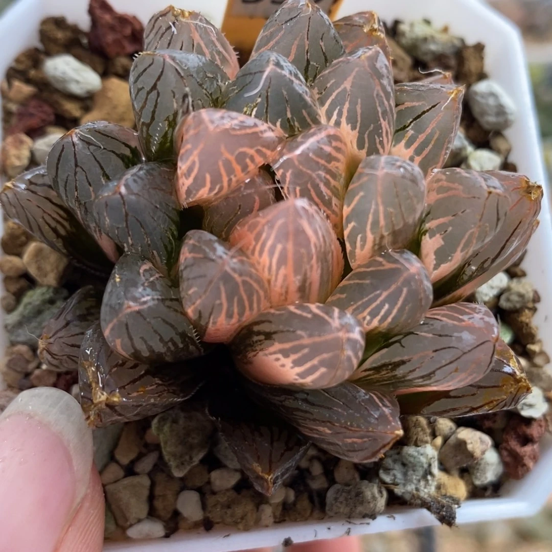 359糊斑胭脂玉露锦