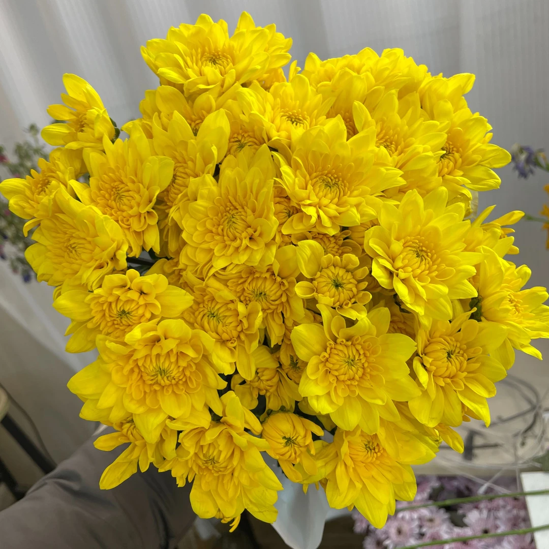 闪耀黄小菊10枝全店1-5扎1个运费