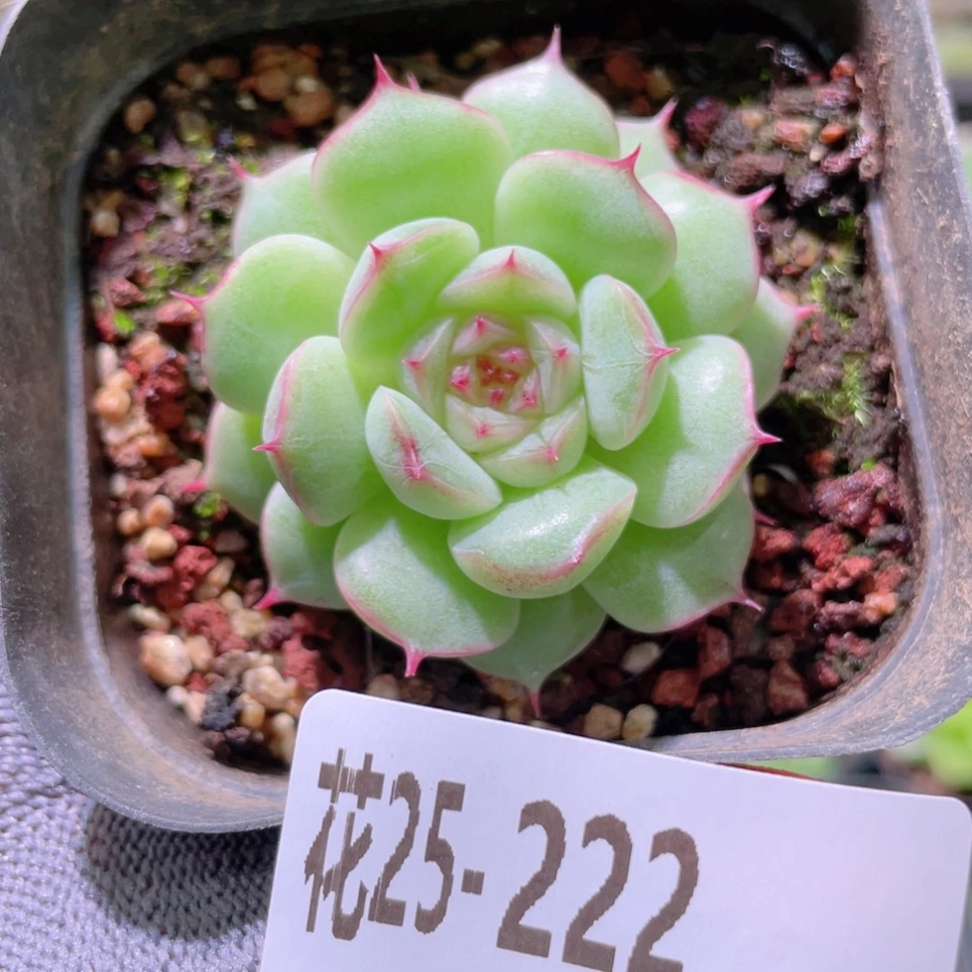 花利美25-222海王
