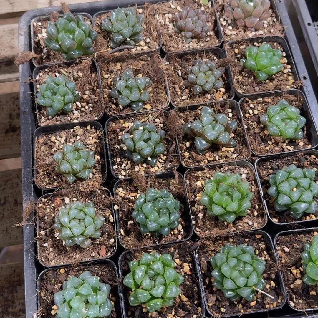 7方玉露随机三颗带盆土量拍