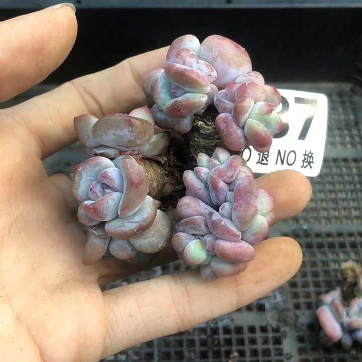 星影石榴籽福利出咯 237