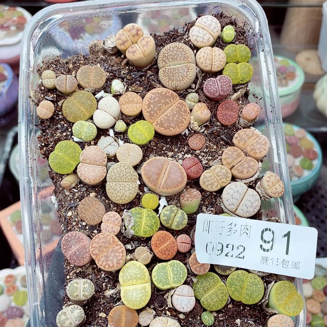 生石花满18包邮0922-91