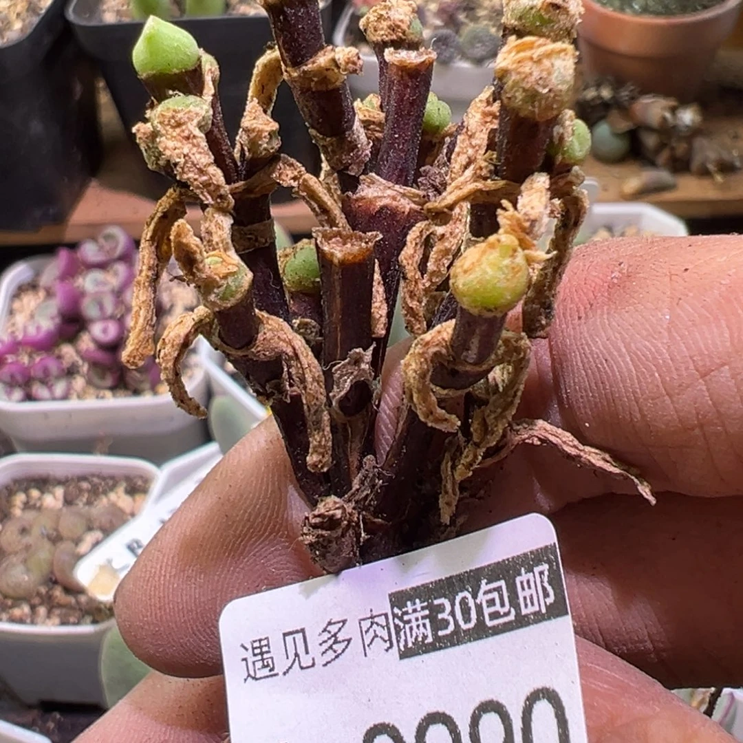 多肉植物111111111111