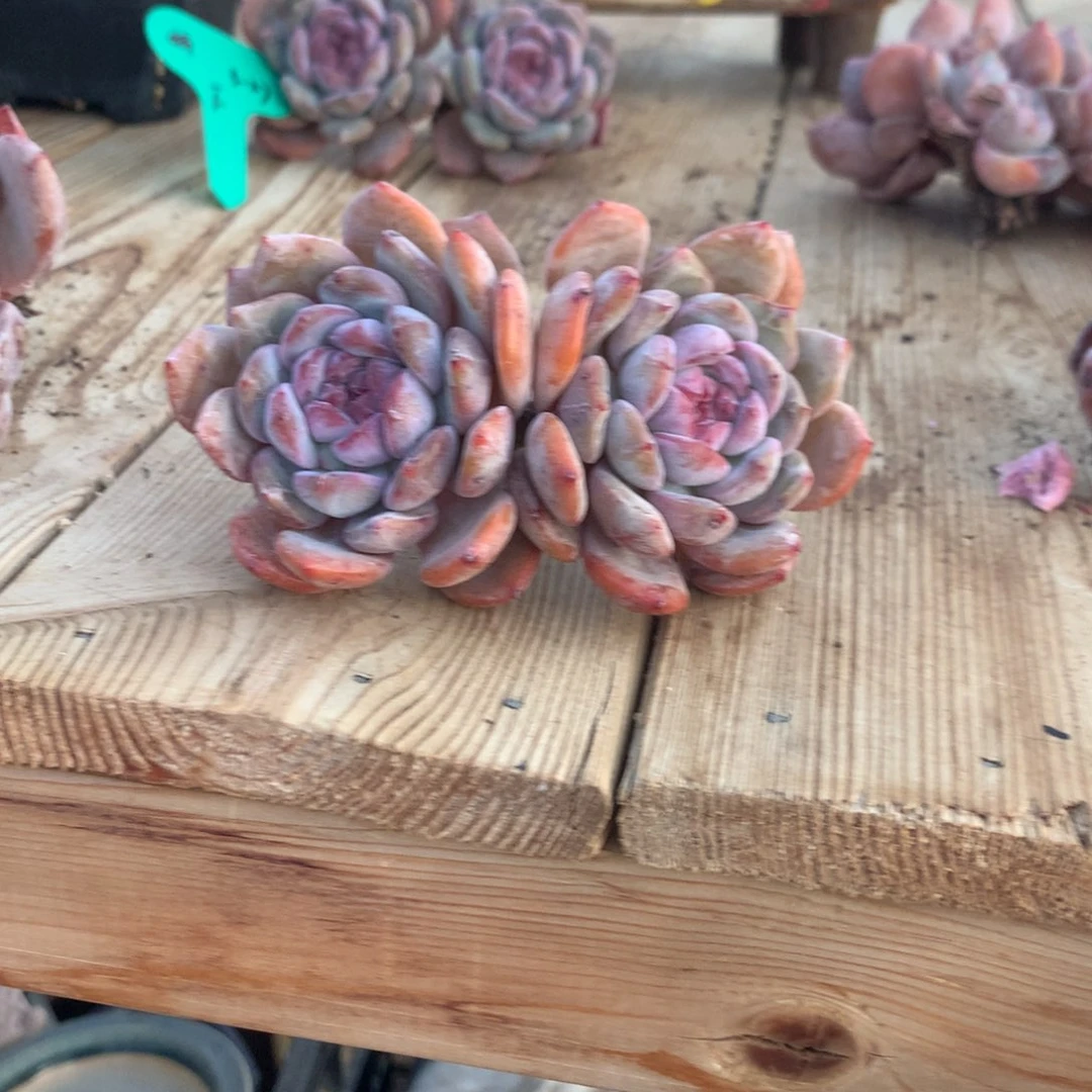 村***花村花突尼斯发货多肉