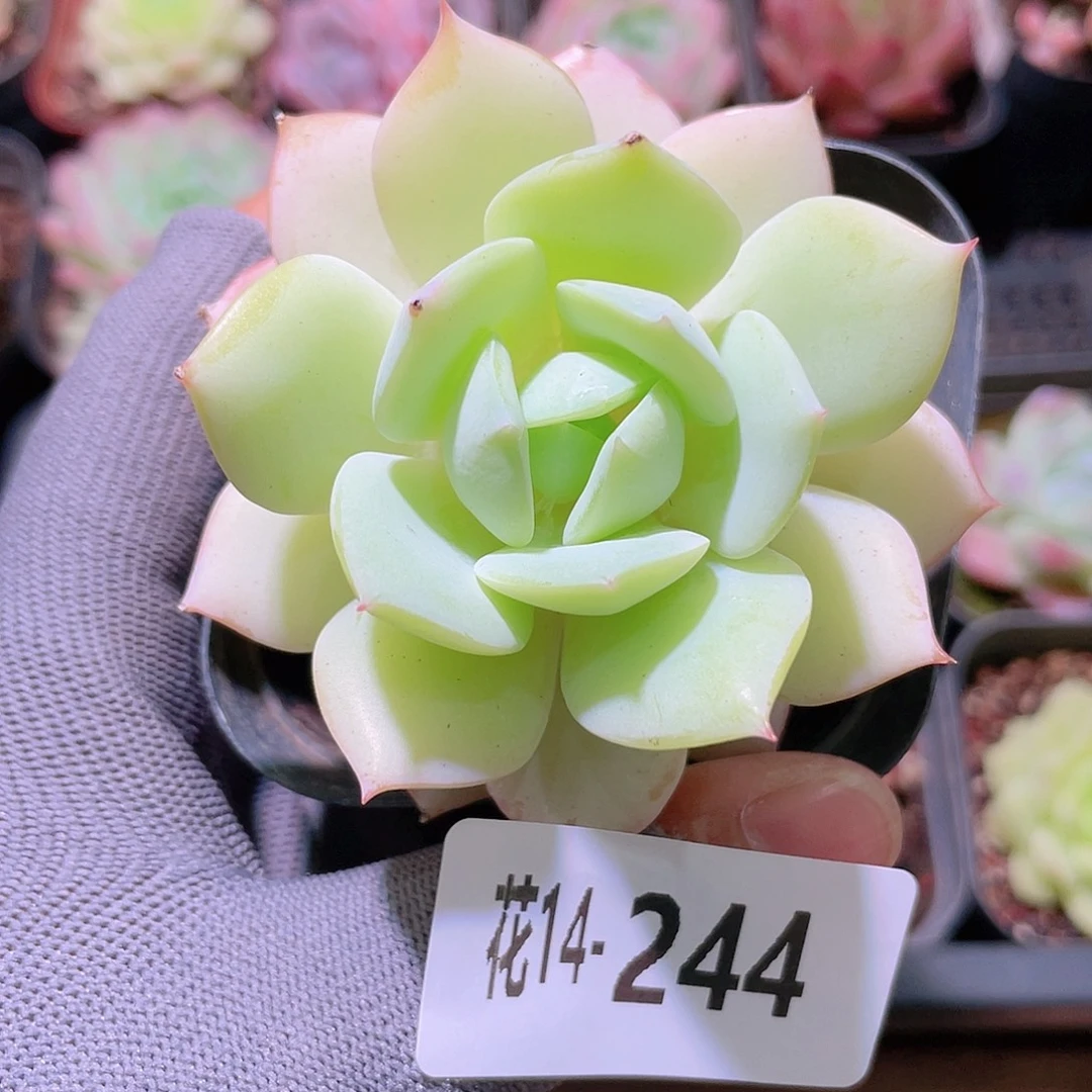 花利美14-244恋曲