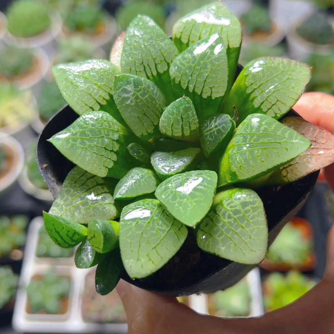 实生玉露寿多肉多肉一颗