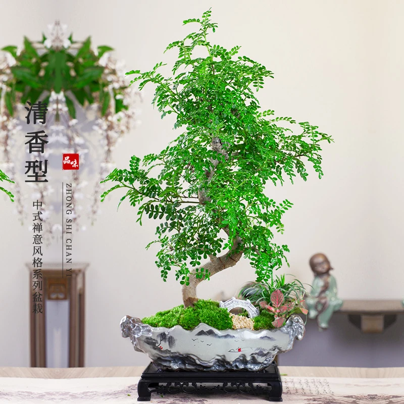 S弯老桩清香木盆栽观叶绿植造型盆景室内四季常青好养