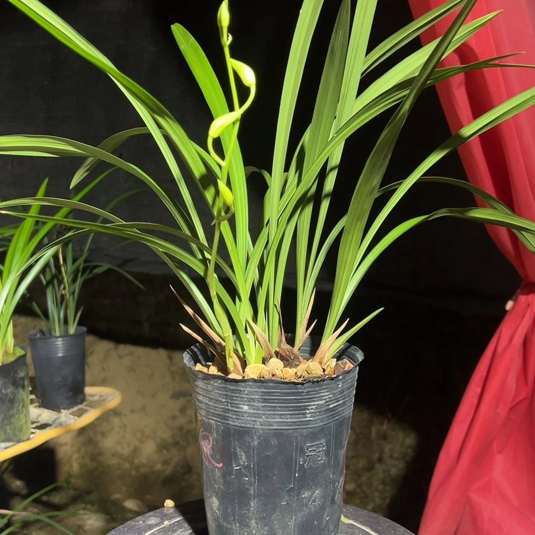 当前无花栽培后可以开花龙岩素6苗1花