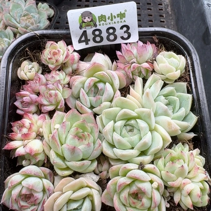 多肉植物多肉植物