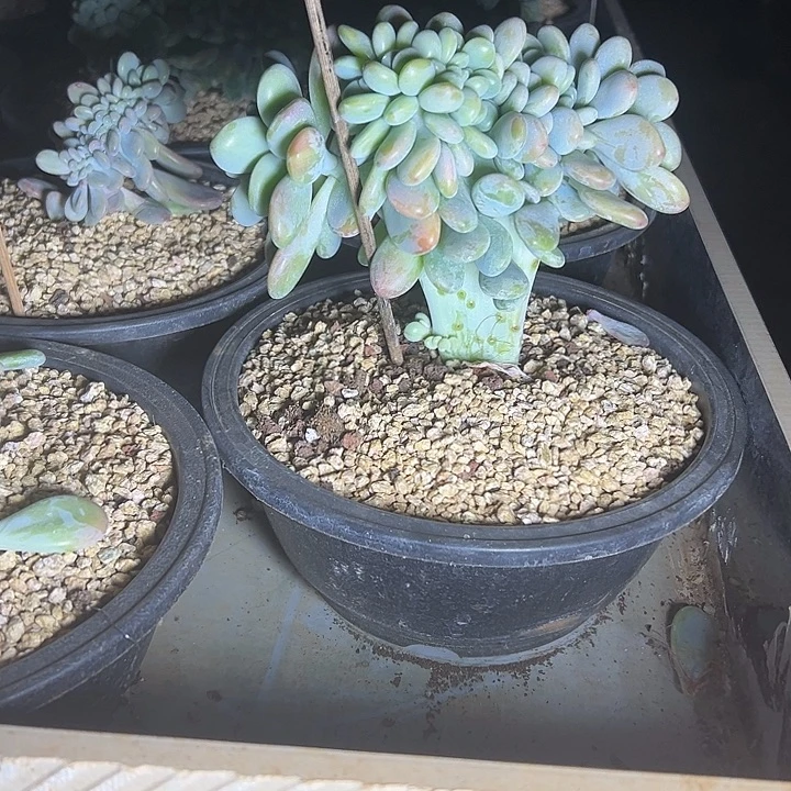 开播福利价洛神缀化多肉
