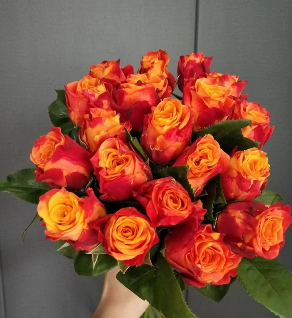 【【火焰】云南玫瑰花老桩大苗大花浓香月季盆栽地栽室内室外好养】