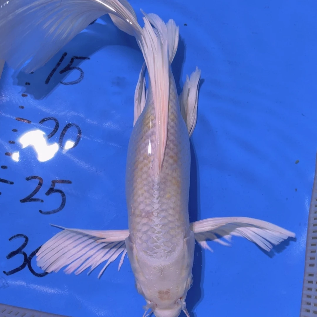 锦鲤锦鲤蝴蝶锦鲤包邮