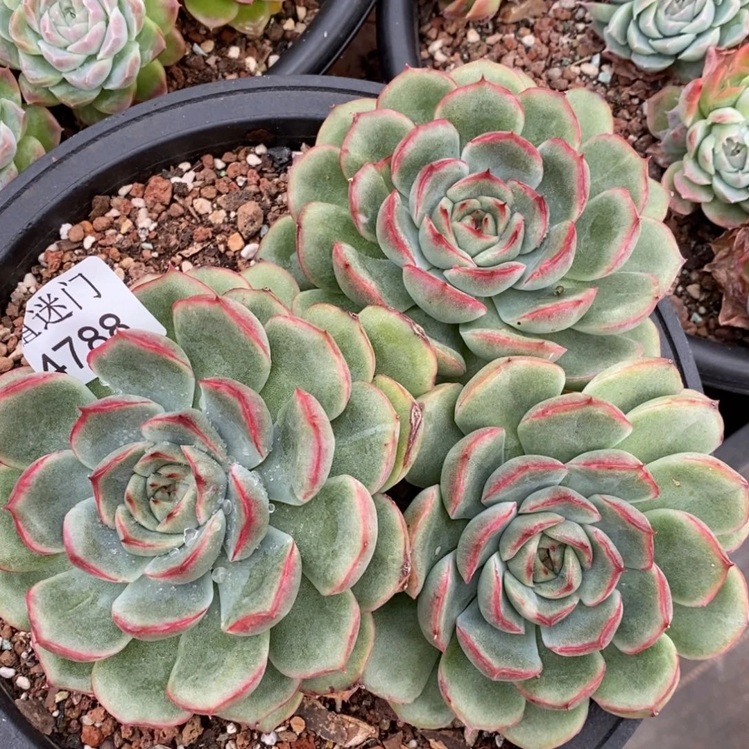 杂交精品多肉4788~15厘米